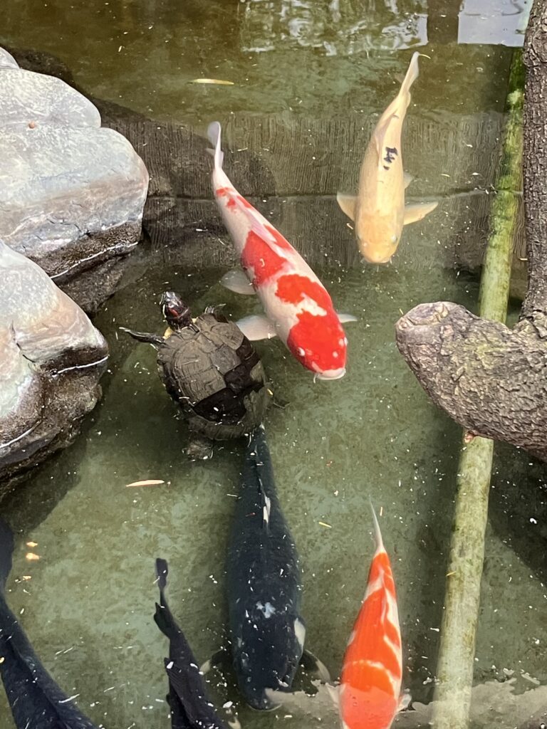 Koi and a turtle.